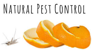 natural-pest-control