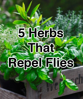zzzzzzzzz5-Herbs-That-Repel-Flies