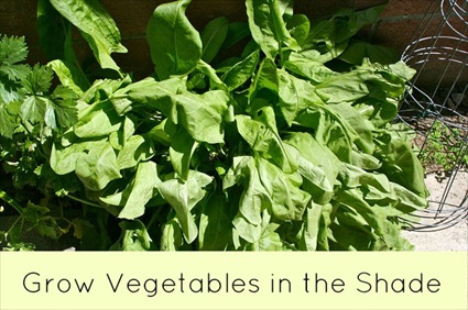 How to Grow Vegetables in the Shade