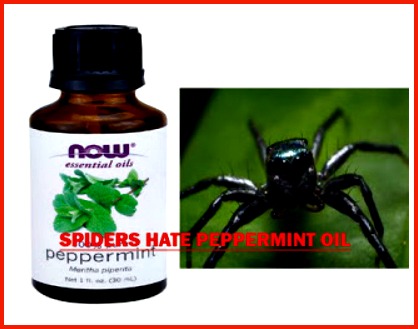 Natural Insect Remedies