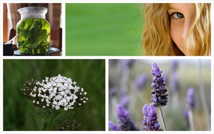 Seven Herbs You Need This Summer!