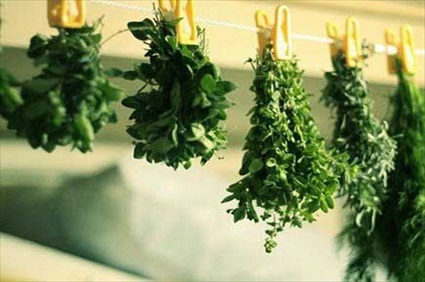 Harvesting and Preserving Herbs
