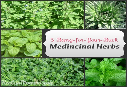 5 Bang for Your Buck Medicinal Herbs