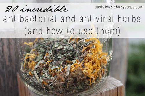 20 Antibacterial and Antiviral Herbs and How to Use Them