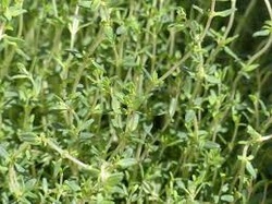 Everything You Ever Wanted to Know About Thyme