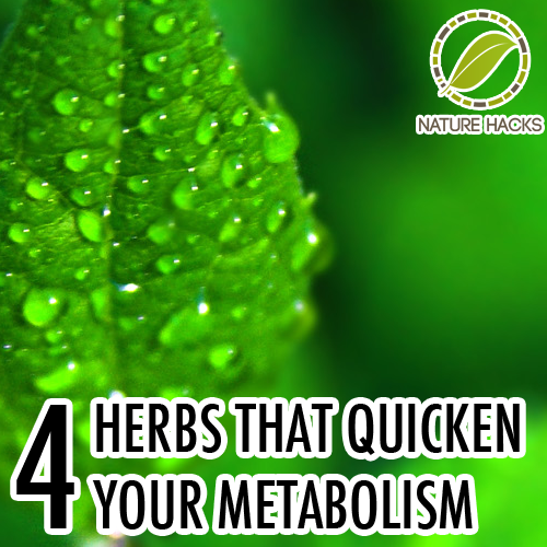 4 Herbs That Speed Up Metabolism & Aid Weight Loss