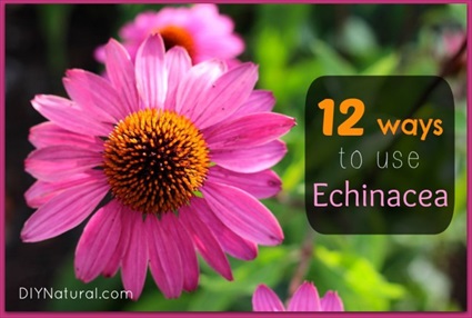 The Benefits of Echinacea and 12 Ways To Use It