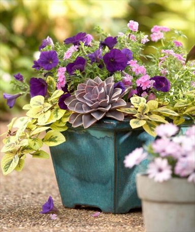 30+ Beautiful Container Gardens