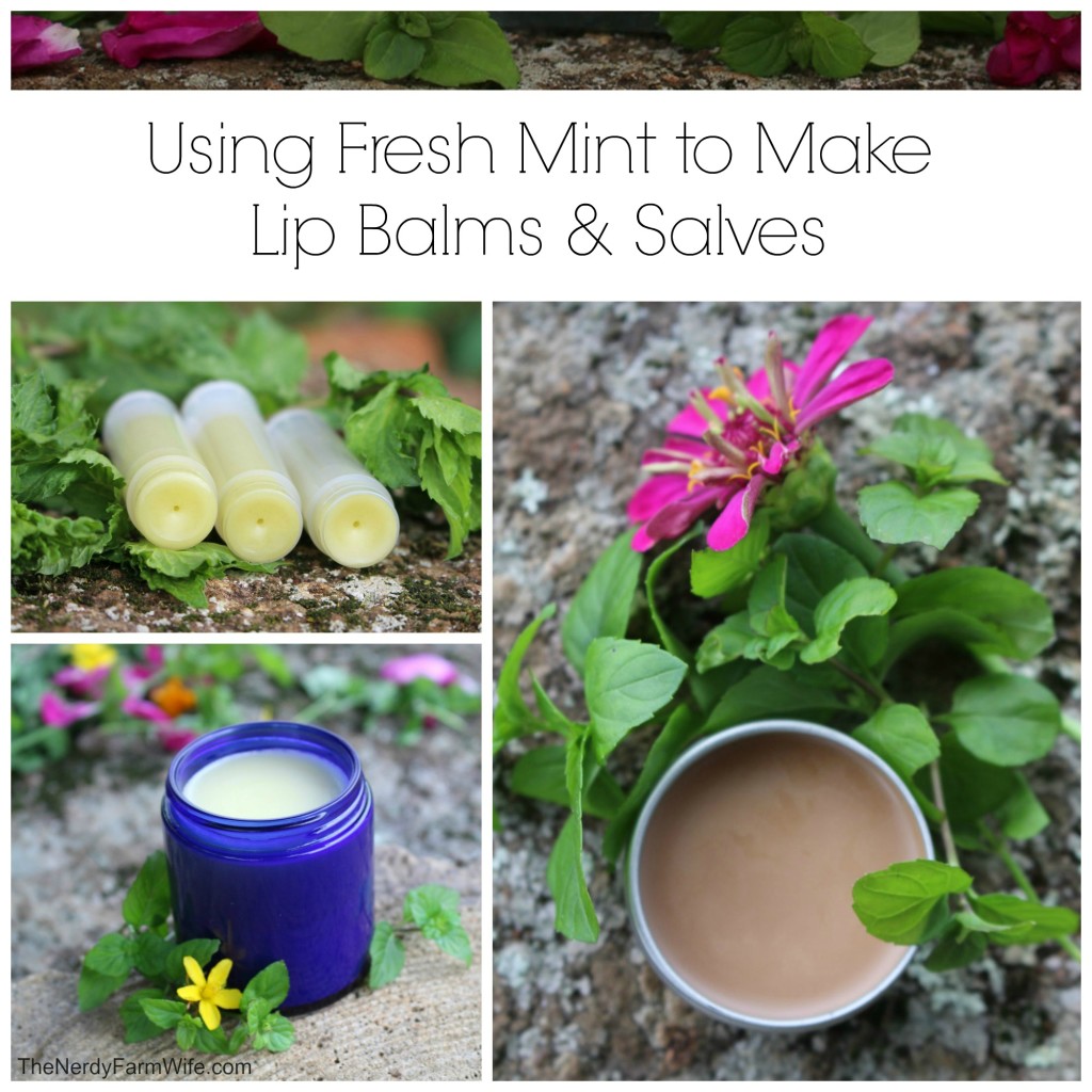 Using Fresh Mint to Make Lip Balms & Salve (3 Recipes)