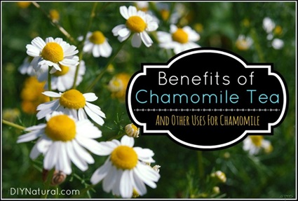 The Benefits of Chamomile