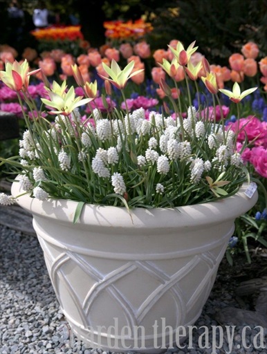 How to Prepare Fall Bulb Planters for Spring