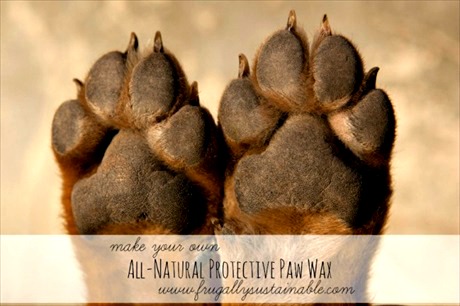 How to Make Your Own All-Natural Protective Paw Wax for Dogs & Cats