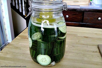 How to Make Quick and Easy Fermented Half-Sour Pickles