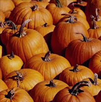 Tips on Harvesting Pumpkins and Saving the Seeds