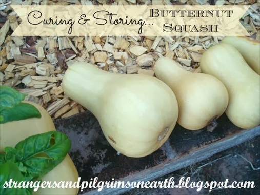 How to Harvest and Store Butternut Squash Throughout the Winter