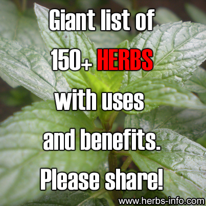 Giant List of 160+ Herbs With Uses and Benefits