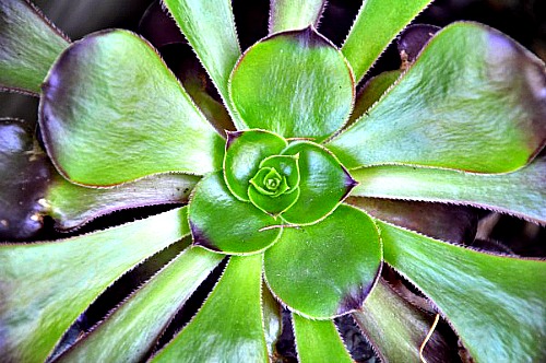 Tips for Taking Care of Indoor Succulents During the WInter