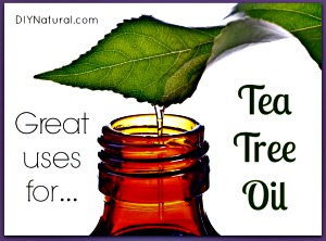 12 Every Day Health Uses for Tea Tree Essential Oil