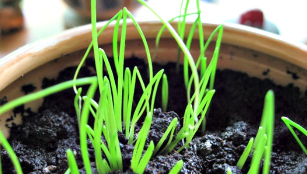 How to Grow Herbs Indoors this Winter