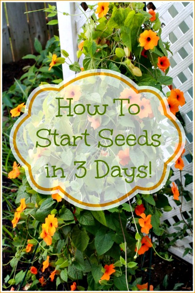 How to Start Garden Seeds in 3 Days