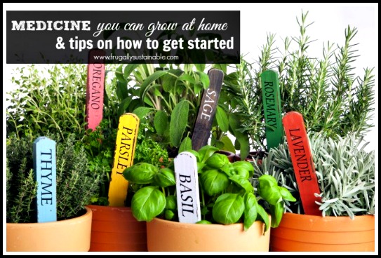 Medicine You Can Grow at Home & Tips on How To Get Started