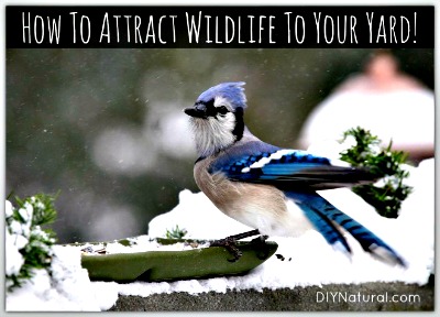 How to Naturally Attract Birds and Wildlife To Your Yard