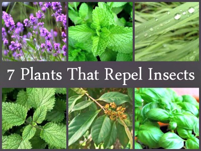 7 plants that repel insects