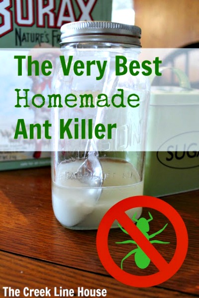 The Very Best Homemade DIY Ant Killer 
