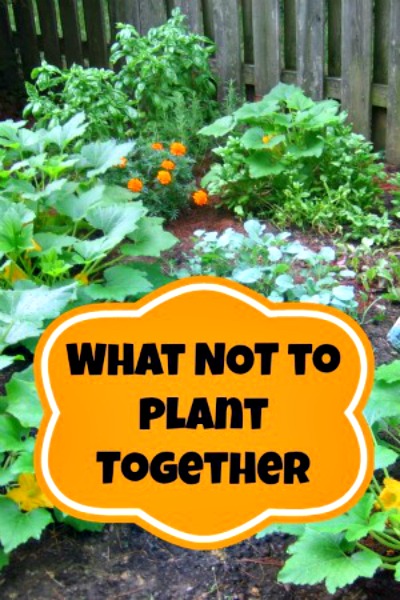Companion Planting or What NOT To Plant Together