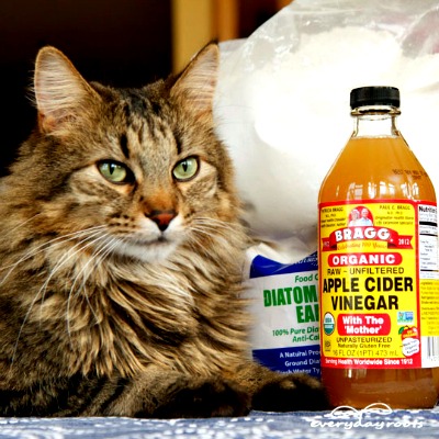 5 Natural Ways to Prevent & Get Rid of Fleas on Cats