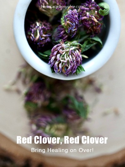 Homemade Red Clover Tea 