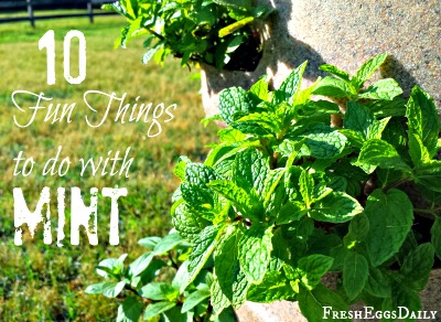 10 Fun Things to Do with Mint This Summer 