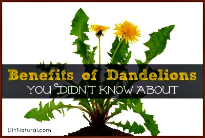 16 Amazing Benefits You Didn’t Know About Using Dandelions