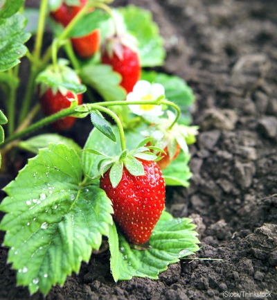 5 Ways to Prep Soil for Better Berries
