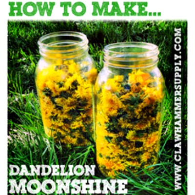 How to Make Dandelion Moonshine