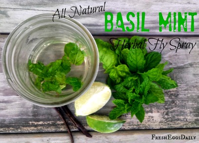 How to Make an All Natural Basil Mint Herbal Fly Spray 