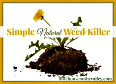 Homemade Natural Weed Killer Recipe
