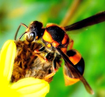 Home Remedies for Wasp Stings