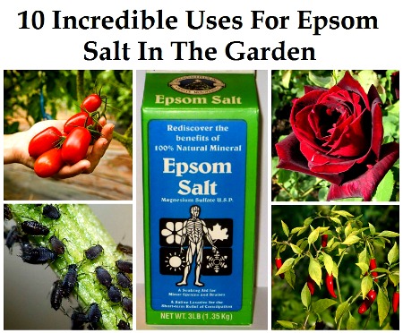 10 Incredible Uses for Epsom Salt in the Garden Herbs 