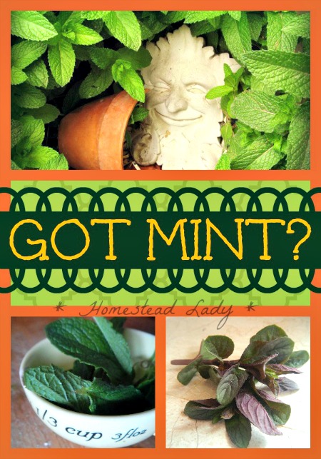 Got Mint? (Or Everything You’d Like to Know About Mint)