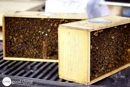 How to Become A Backyard Beekeeper