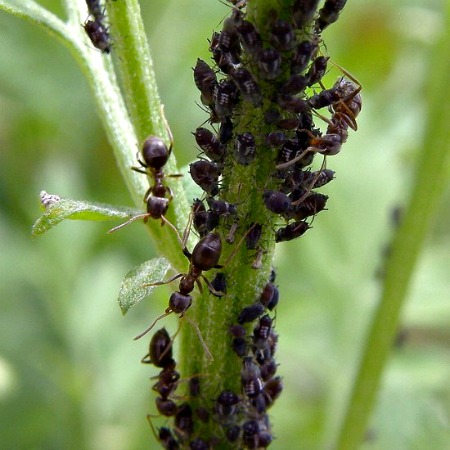 Natural Ways to Get Rid of Ants in Your Vegetable Garden