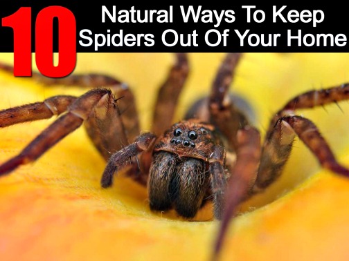 10 Natural Ways To Keep Spiders Out Of Your Home