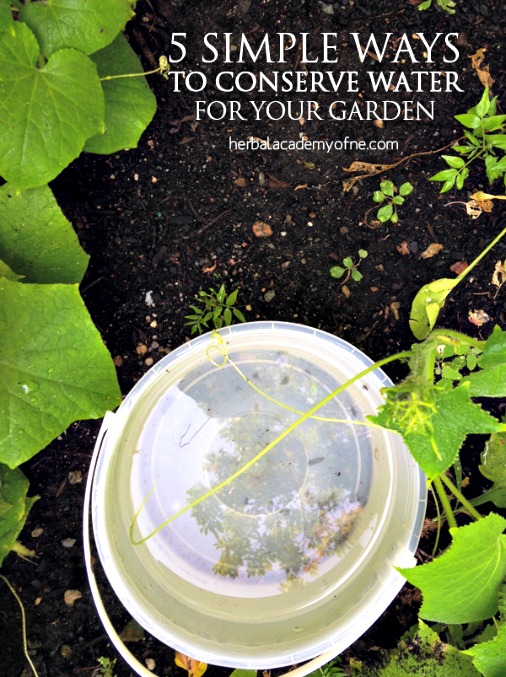 5 Simple Ways to Conserve Water for Your Garden