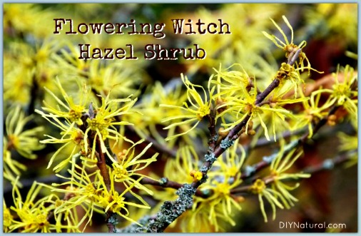 How to Make and Use Your Own Witch Hazel Tonic