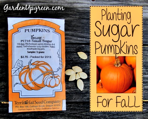 How to Plant Sugar Pumpkins for the Fall