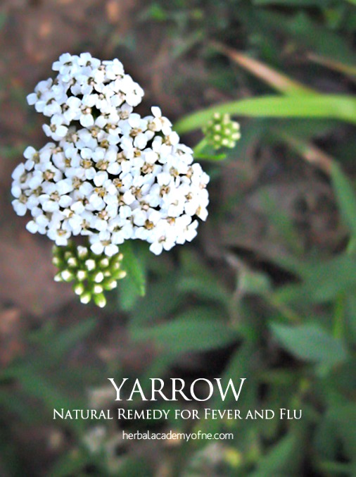 Yarrow as a Natural Remedy for Fever and Flu
