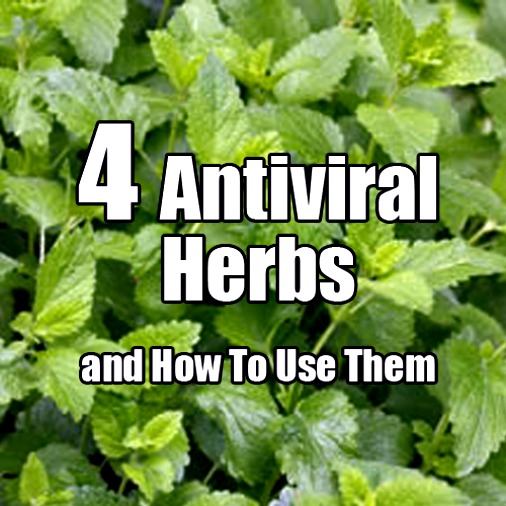 4 Antiviral Herbs and How to Use Them