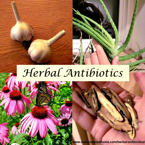 All About Herbal Antibiotics