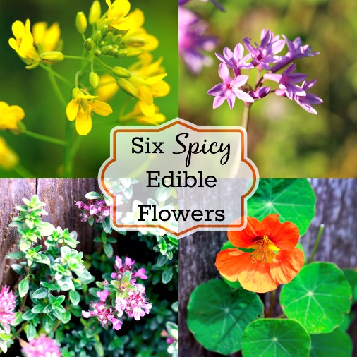 Decorate Your Food with Six Spicy Edible Flowers